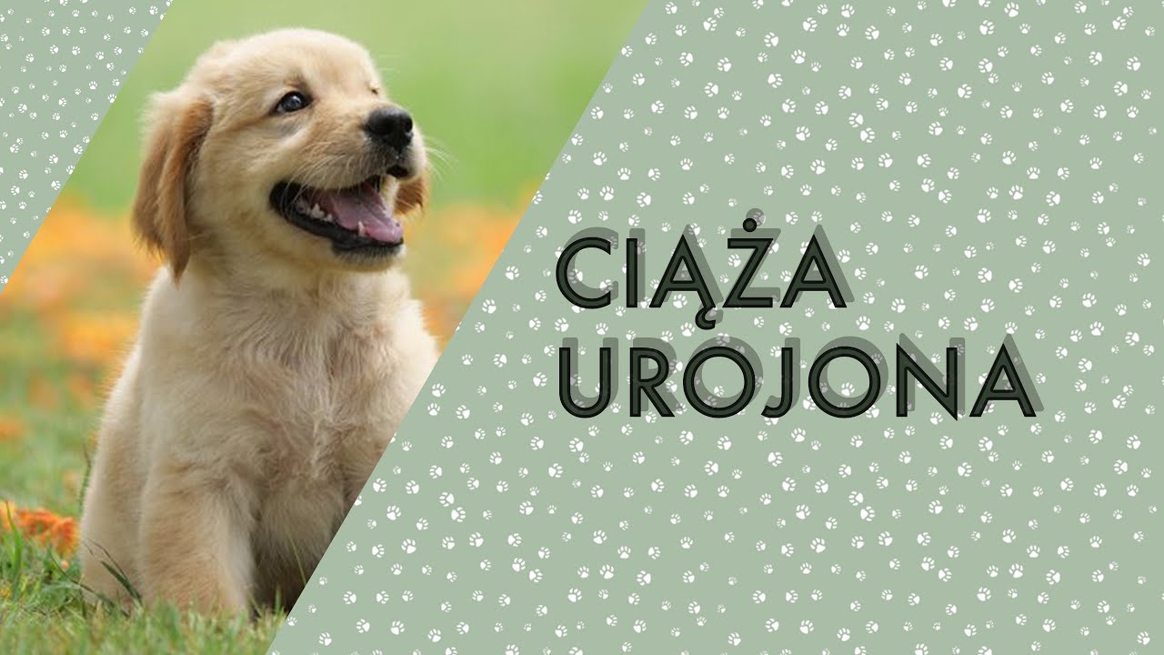 CIĄŻA UROJONA U SUK