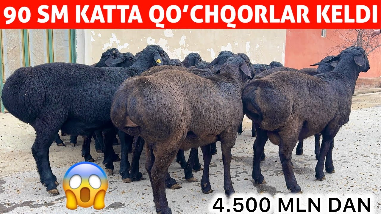 SHOK 😱 4.500 DAN KATTA 90 SM XISSOR QO‘CHQORLAR KELDI!