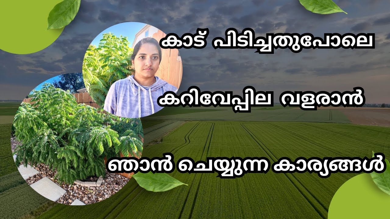 How to grow Curry Leaf plant at home easily/Curry leaf plant growing tips for beginners/Curry Leaves