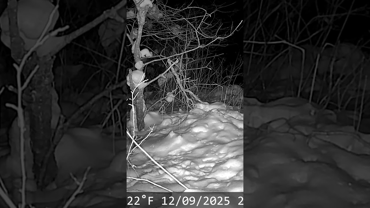 ermine in a tree (HE COMES BACK)