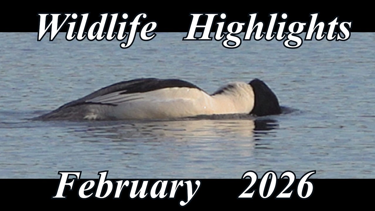 Wildlife Highlights   February 2026