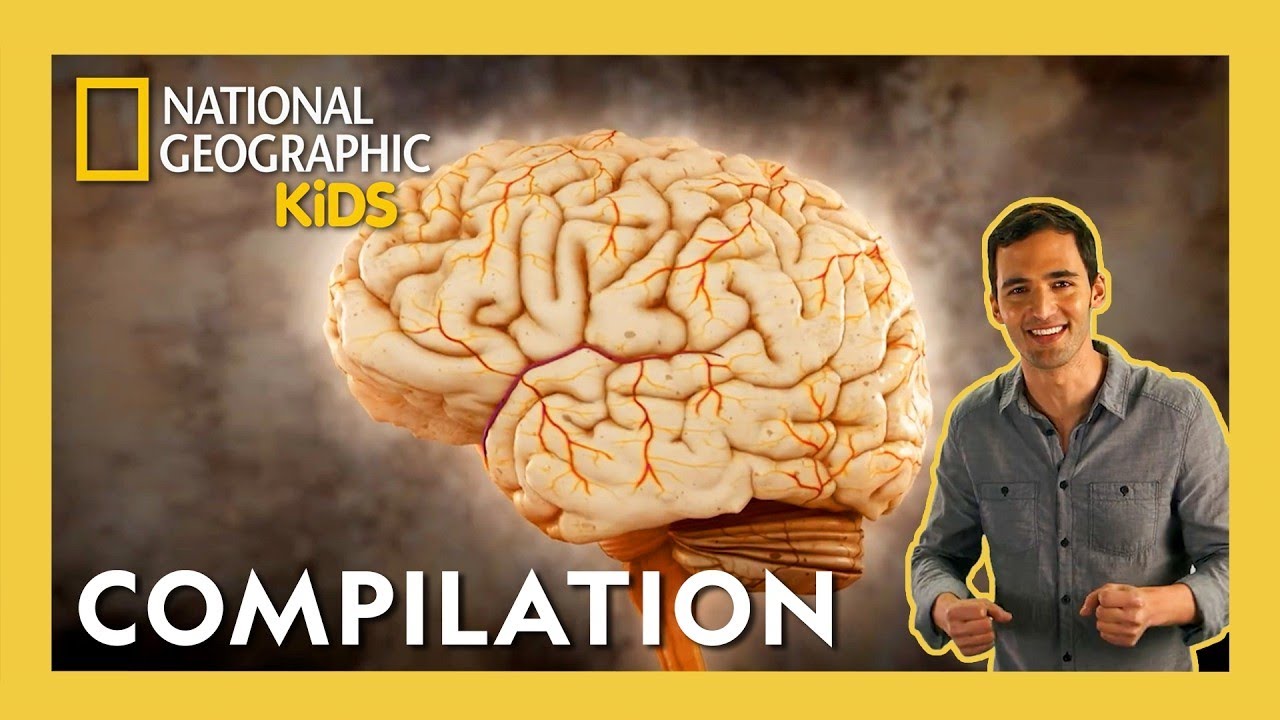 Brain Games 🧠🤓 | Full Episode Compilation | 40 Minutes | @natgeokids