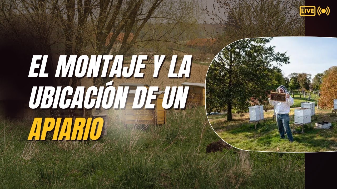 El montaje y la ubicaci&oacute;n de un apiario
