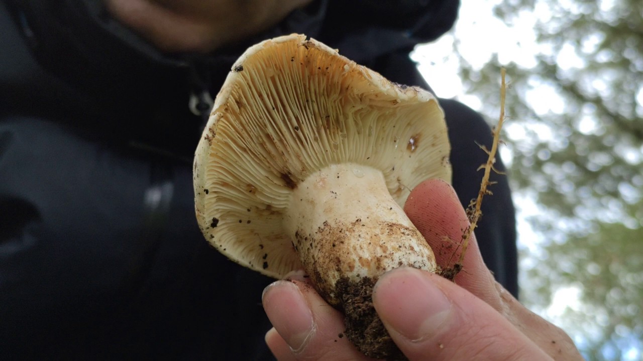 Diferencias de Russula chloroides con Russula delica.