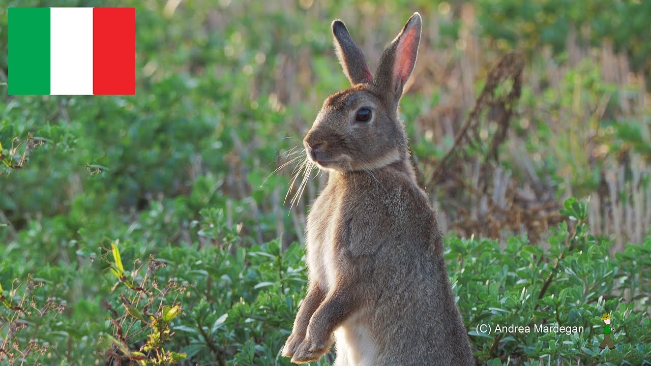 La bellezza del Coniglio selvatico　Very cute wild European rabbit　野生のアナウサギ (Oryctolagus cuniculus)
