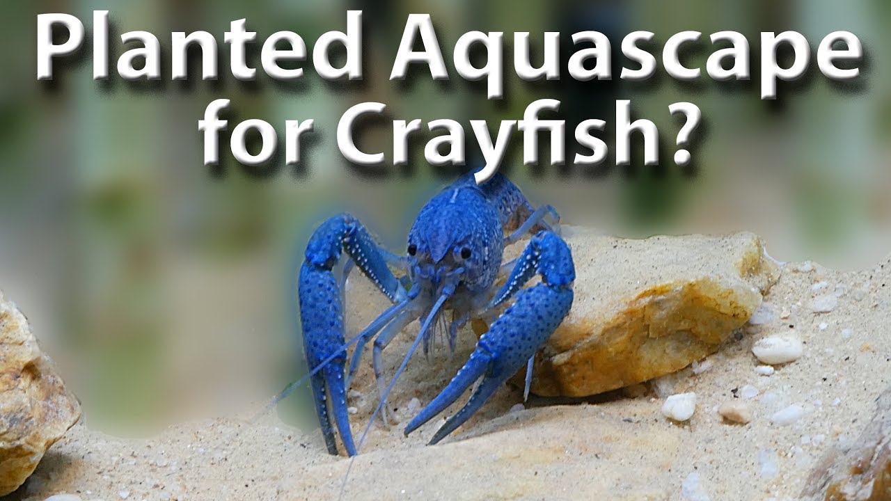 New Crayfish Planted Aquascape