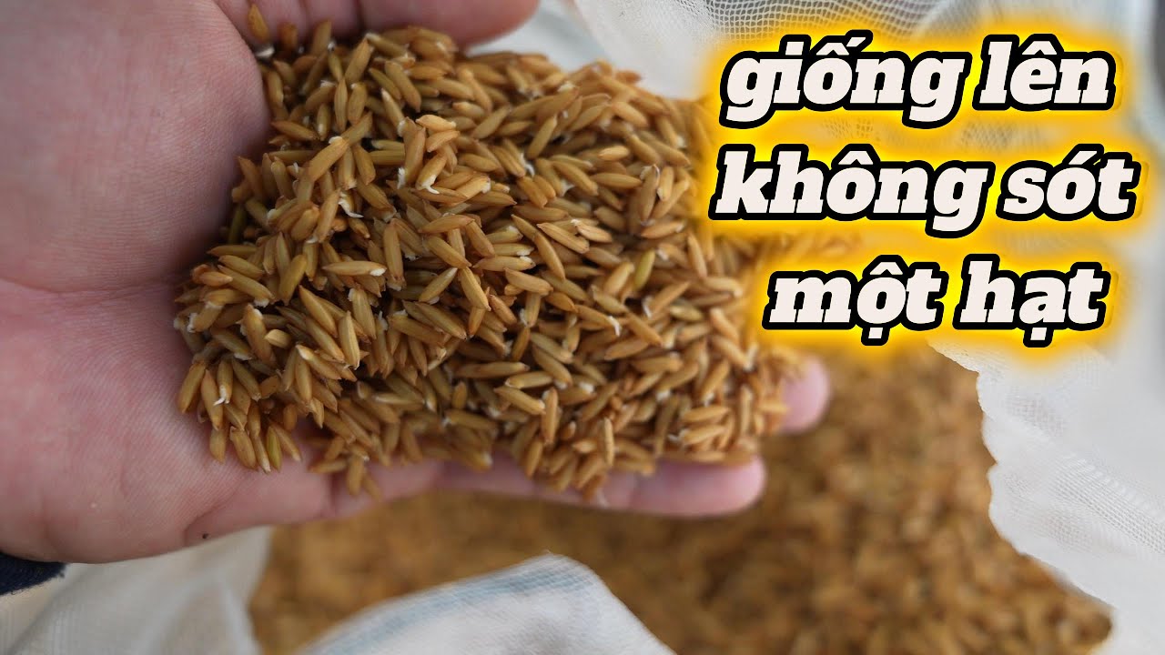 cách ngâm ủ giống lên mạnh không sót một hạt vụ đông xuân l Thanhdotv