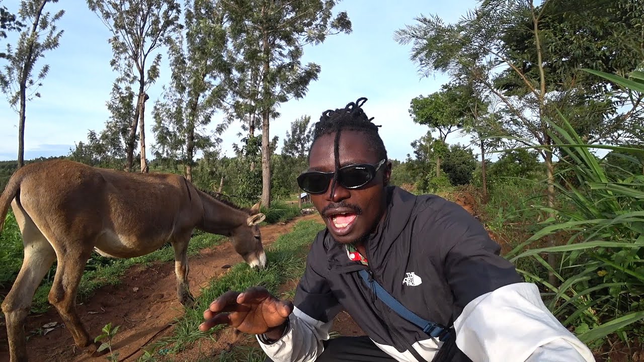 how i nearly  lost my life  - a story about our donkey ( Toto )