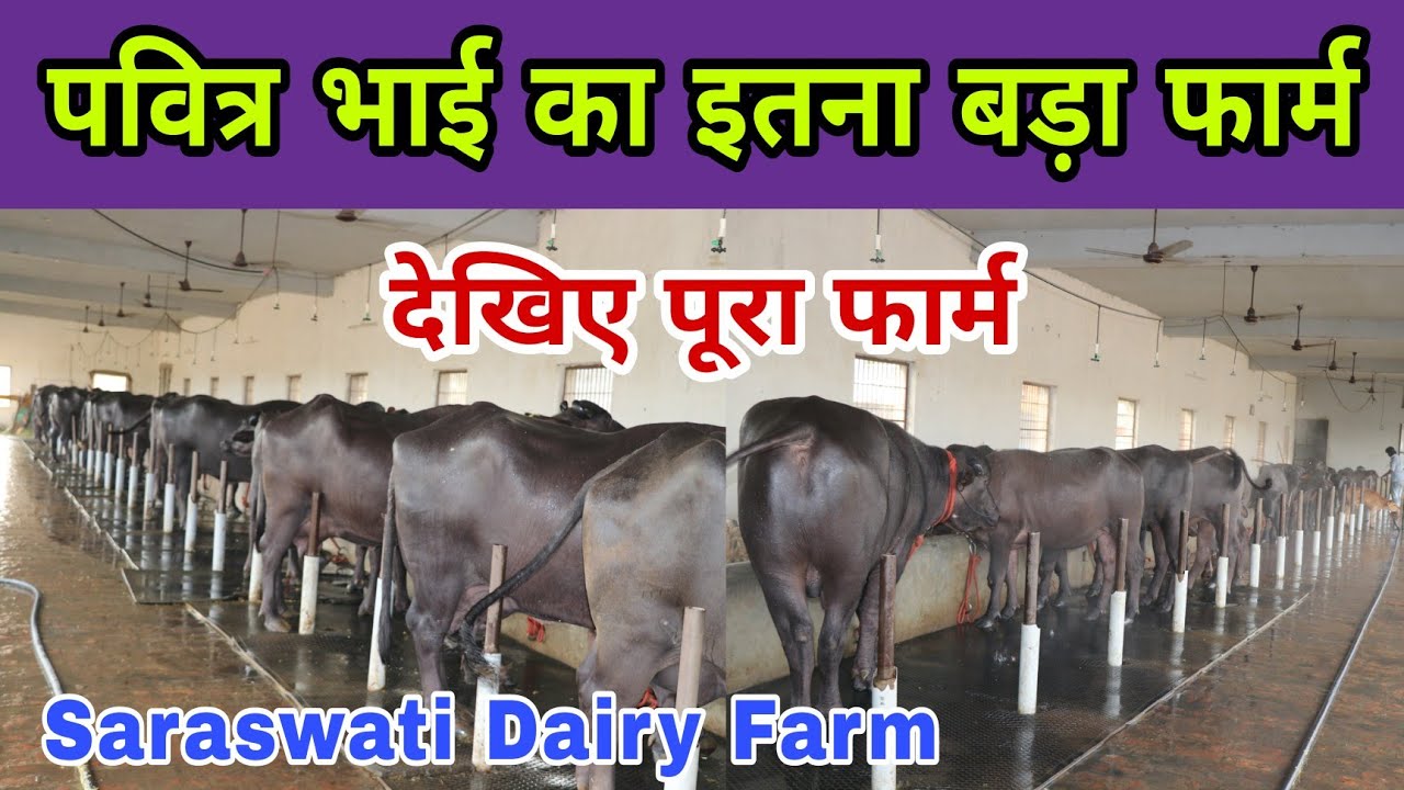 पवित्र भाई निकले छुपे रुस्तम || देखिए पहली बार पवित्र भाई का शानदार फार्म || सरस्वती भैंस के मालिक