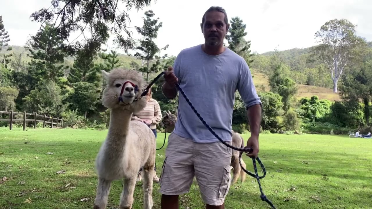 Day out at Mountview Alpaca Farm
