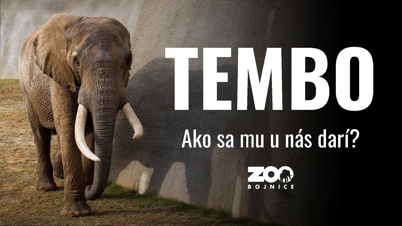 Ako sa darí Tembovi v Nzoo Bojnice