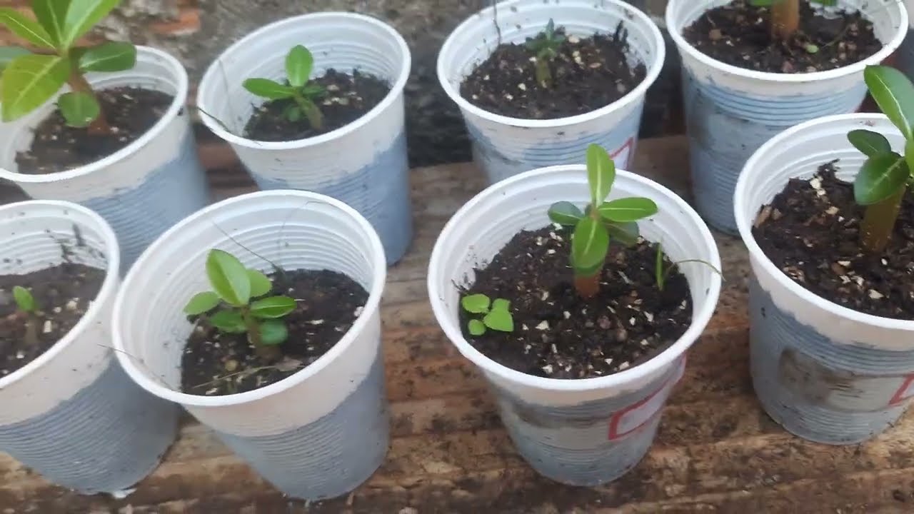 GERMINAÇÃO GENÉTICA DA SEMENTE DA ROSA DO DESERTO OU  SUBSTRATO