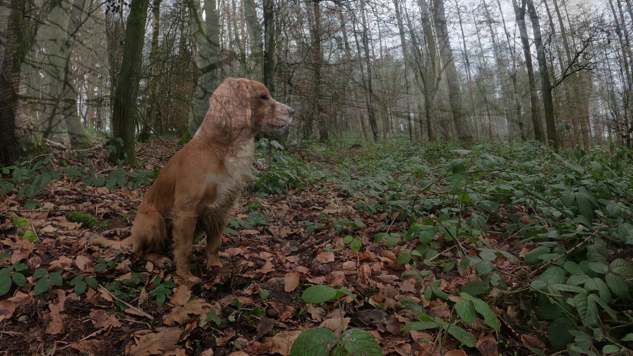 Driven Pheasant Shooting - The Beaters Line.