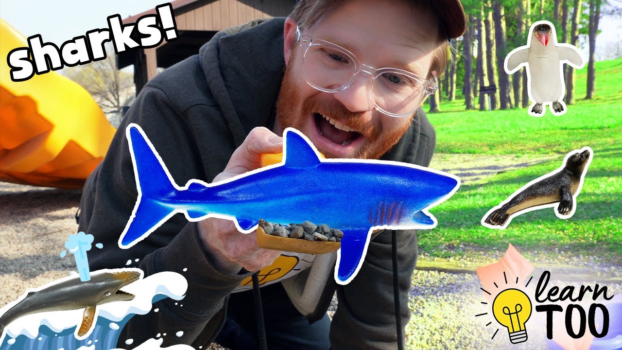 Sharks! And More Sea Animals at the Park 🦈🐳🐧 | Part 3 | Learn Ocean Animals! Sharks for Kids
