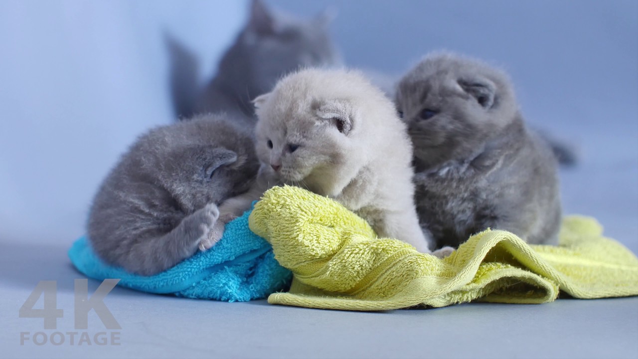 British Shorthair Kittens Awesome 4K Video