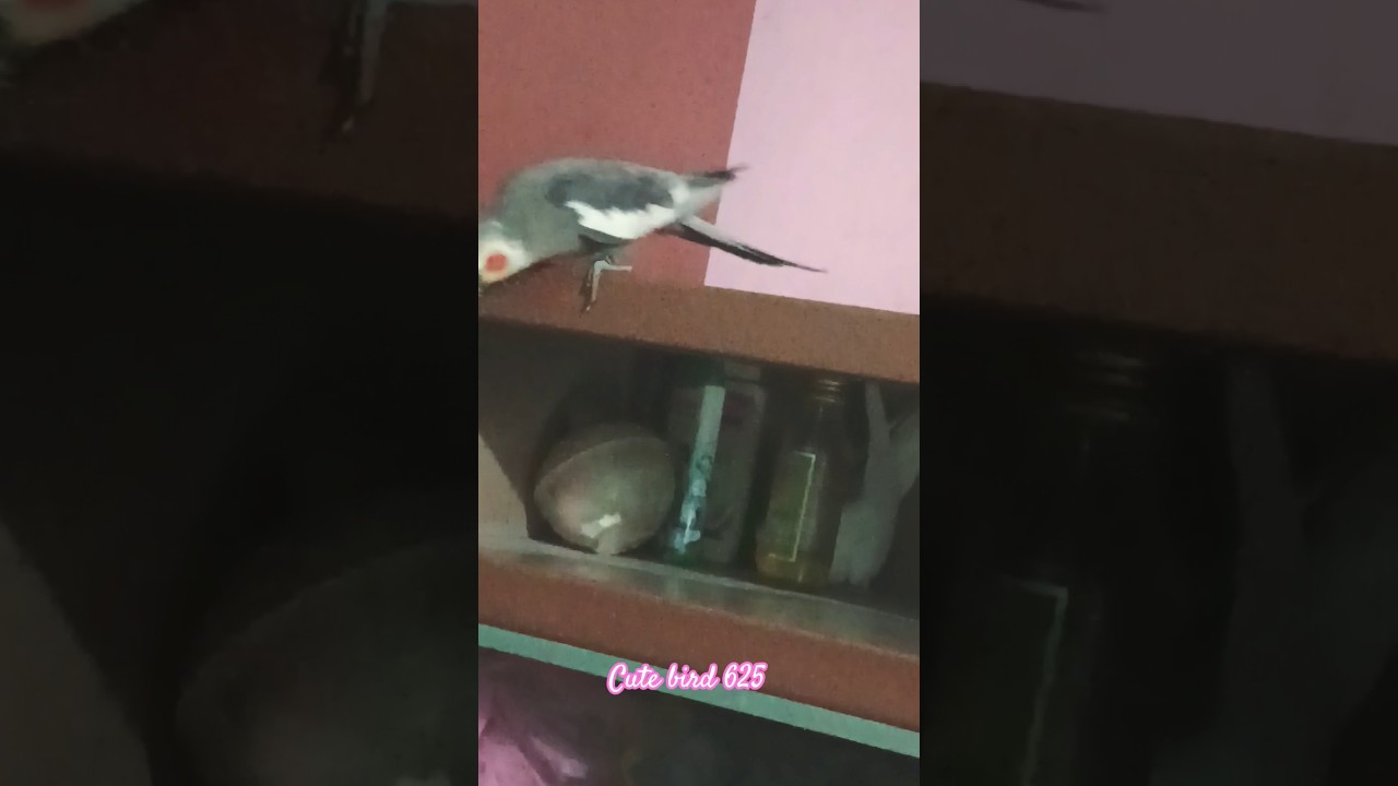 Play Time 😘😍🦜 