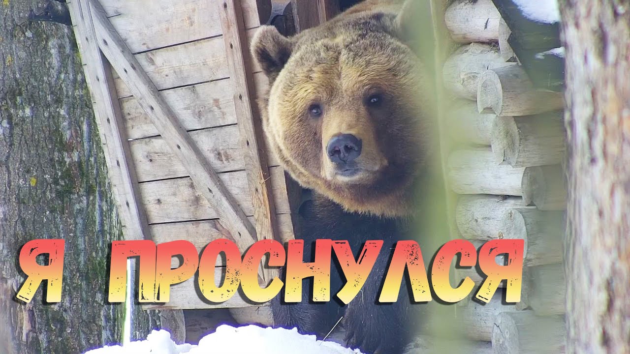 Вот такой выход из 20дневной спячки🐻🐾