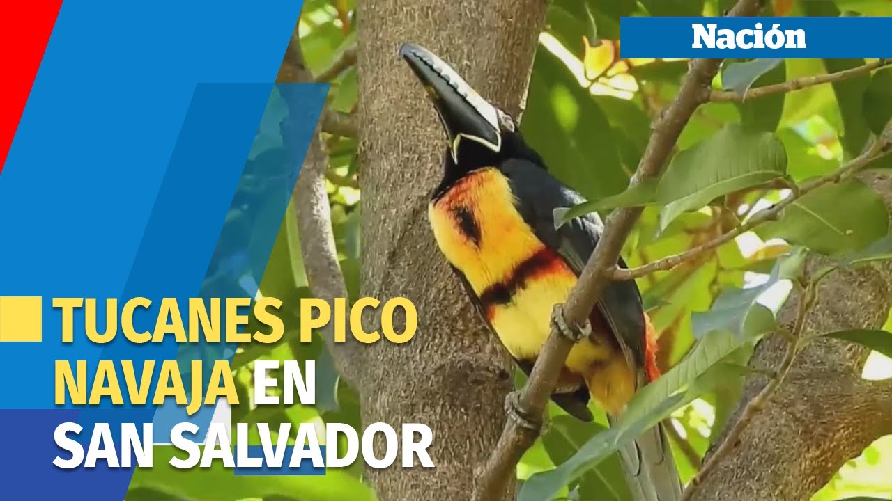 Pajareando | Tucanes pico navaja se pasean Gran San Salvador