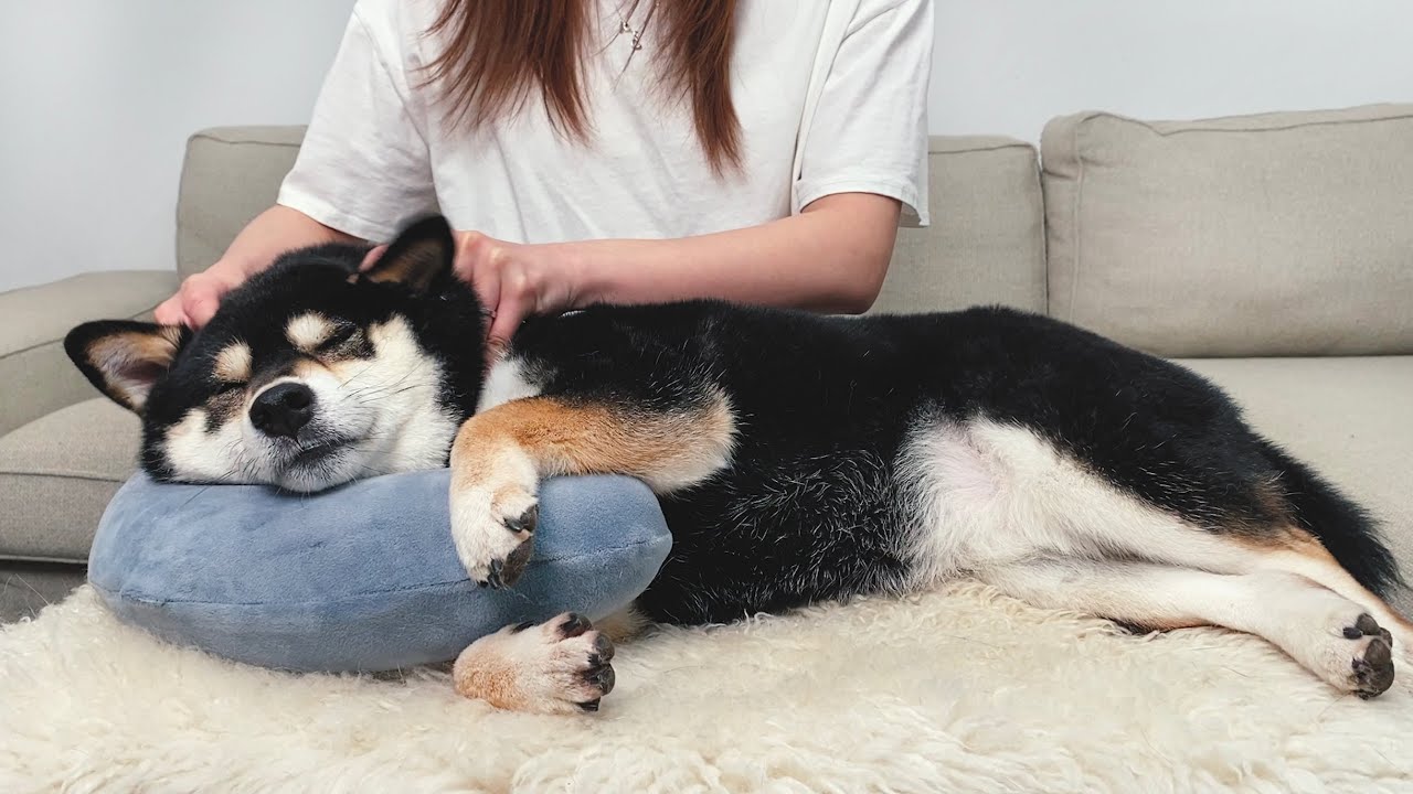 主人給狗狗全身按摩，柴犬太享受了，舒服到睡著！