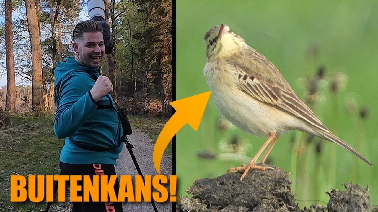 MAGISCH VOGELAVONTUUR OP HET DWINGELDERVELD