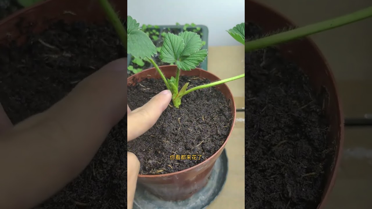 The strawberry seedlings given as a gift when buying strawberries were grown by the agricu