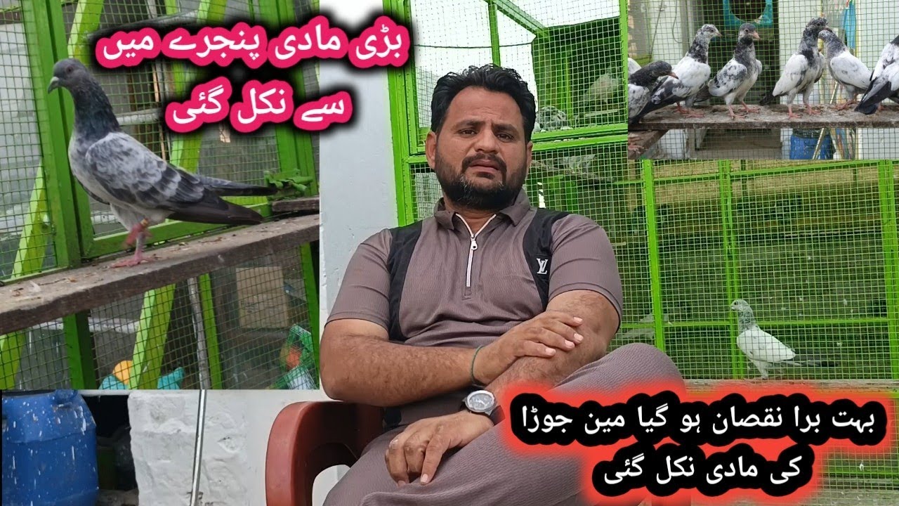 Kabutaron Ka Shok karvana mahanga par Gaya Bari Madi nikal gai
