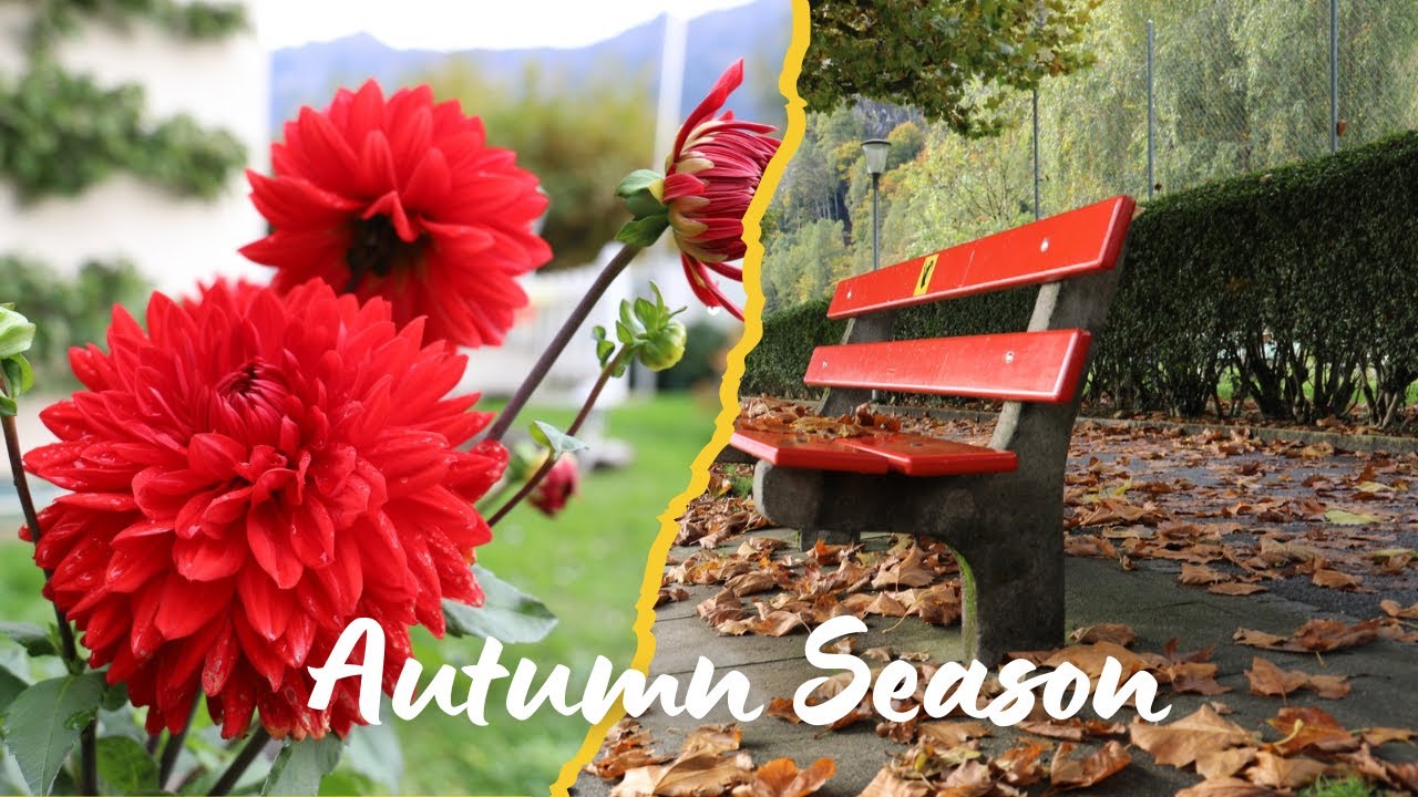 Beatiful View of Autumn Season in Switzerland | Leaf fall season of Interlaken | #fallseason #autumn