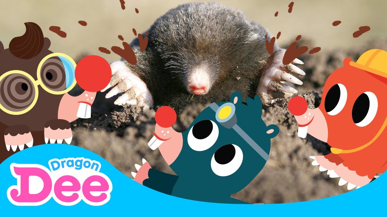 Mo Mo Mo Moles | Moles are coming! | #Burrow | Animal Rush 2 | Dragon Dee Songs for Children