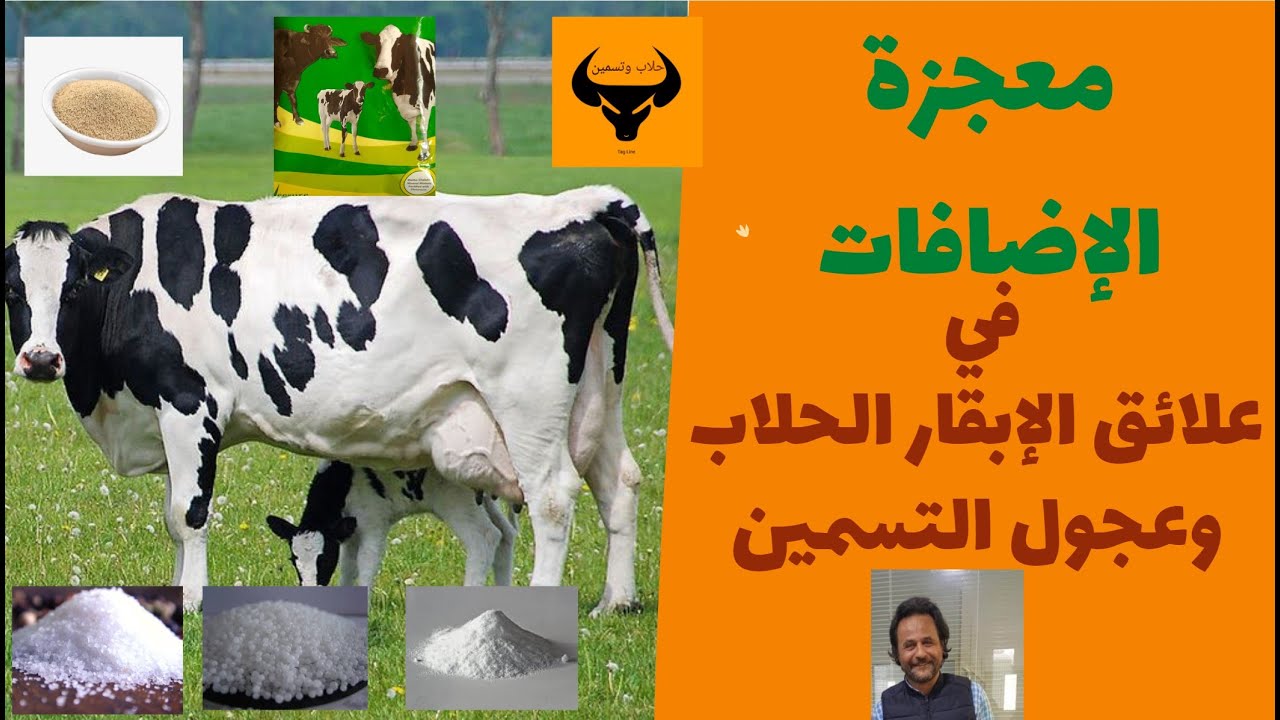معجزة الاضافات في علائق الأبقار الحلوب وعجول التسمين