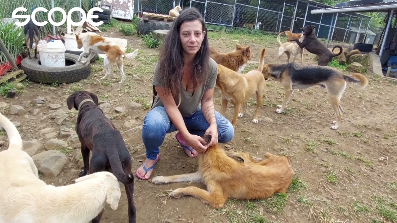 Indie's World : Une matinée dans un refuge pour chien