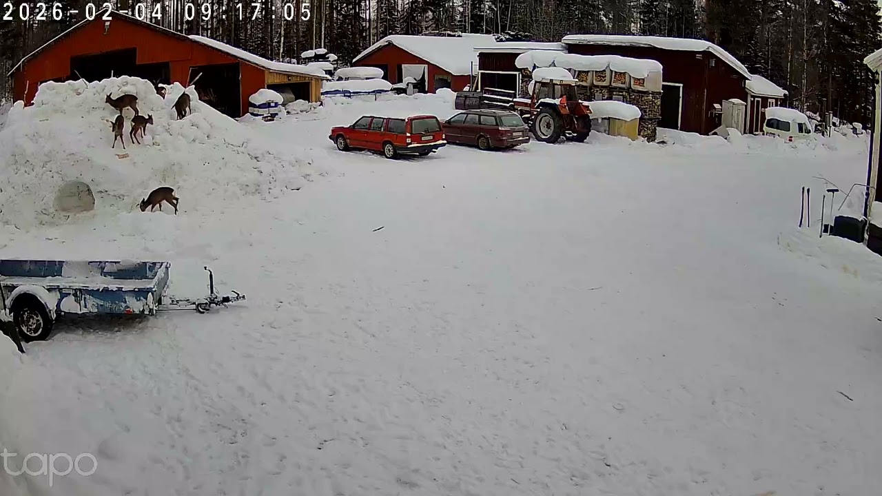Rådjur letar mat i snön, -25 grader celsius , 4 feb 2026