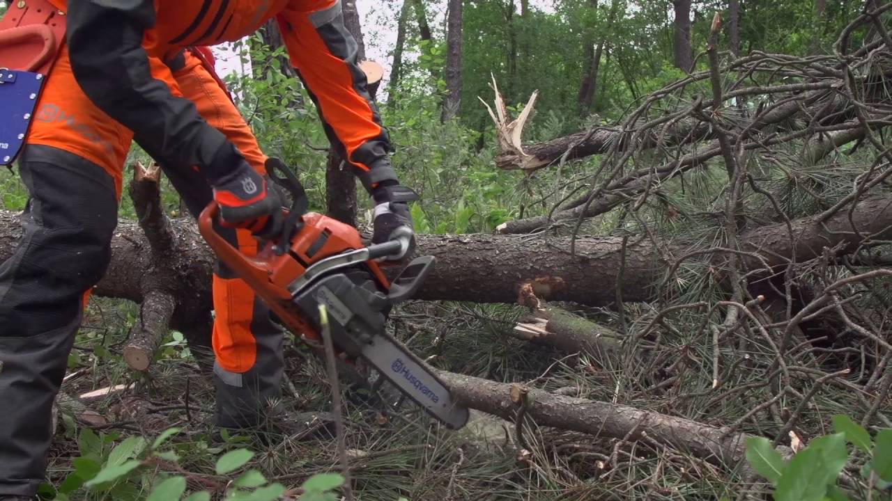 Trabajar con Motosierras. Desrame. Tensión en las ramas | Vídeo 22