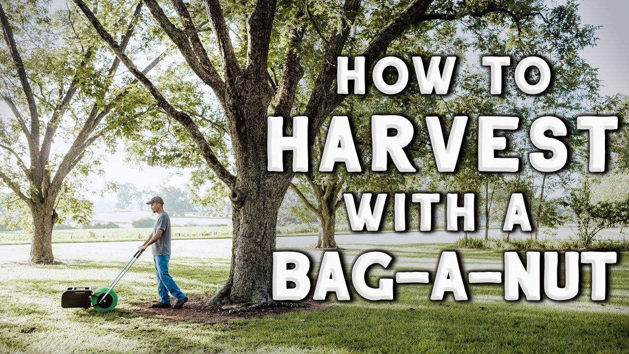 How To Successfully Harvest Pecans With A Bag-A-Nut