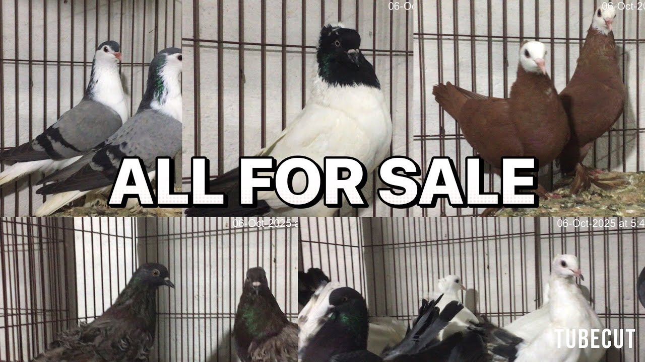 ALL FOR SALE KALLER SAYDEN CHOHA KHALSA SHAH G PEGION 03485987772 03079512892