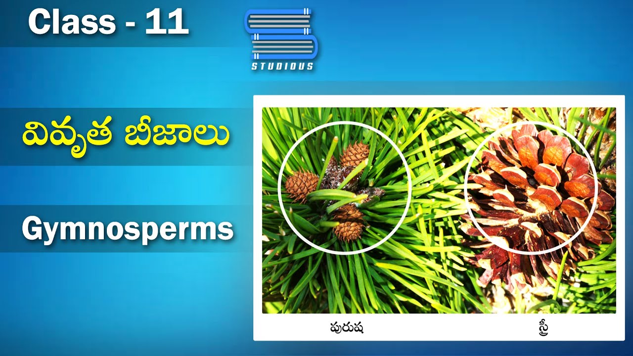 వివృత బీజాలు | Gymnosperms - Pinus Plant - Plant Kingdom | Biology Class11 | StudiousTelugu