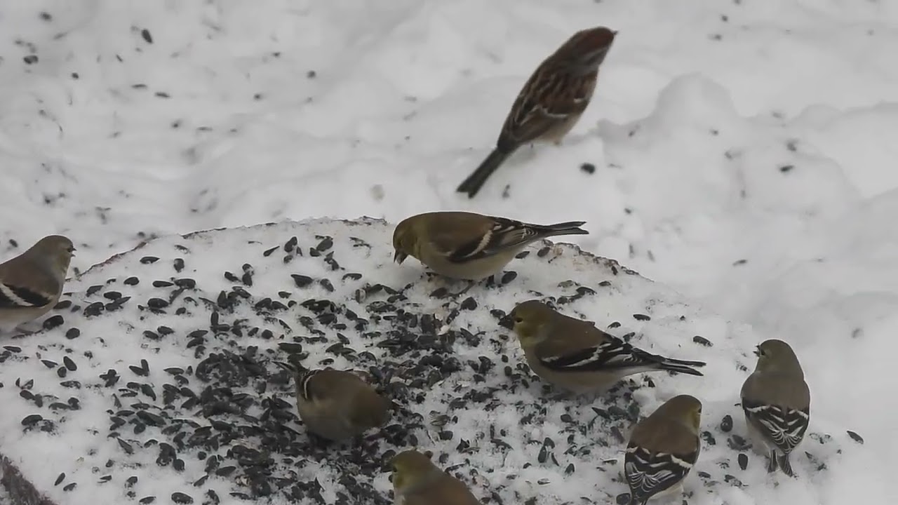Lots of birds at the Bird Feeders.