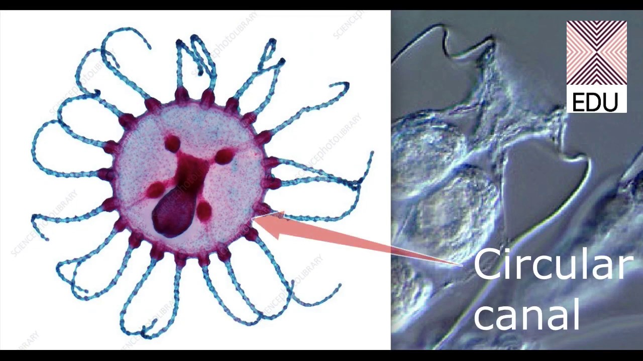 Obelia: Structure of 3 Zooids in Obelia [ZOOSQUARE] BSc Medical Sem I
