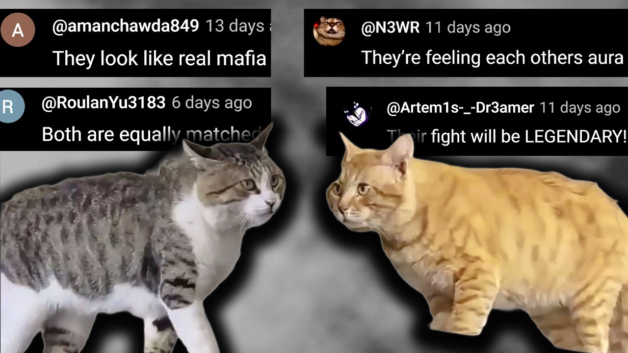 When Two Meowfia Bosses Meet - Chat Music