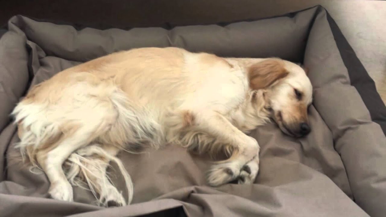 Abschieds Video von zwei Geliebten Hundeseelen..