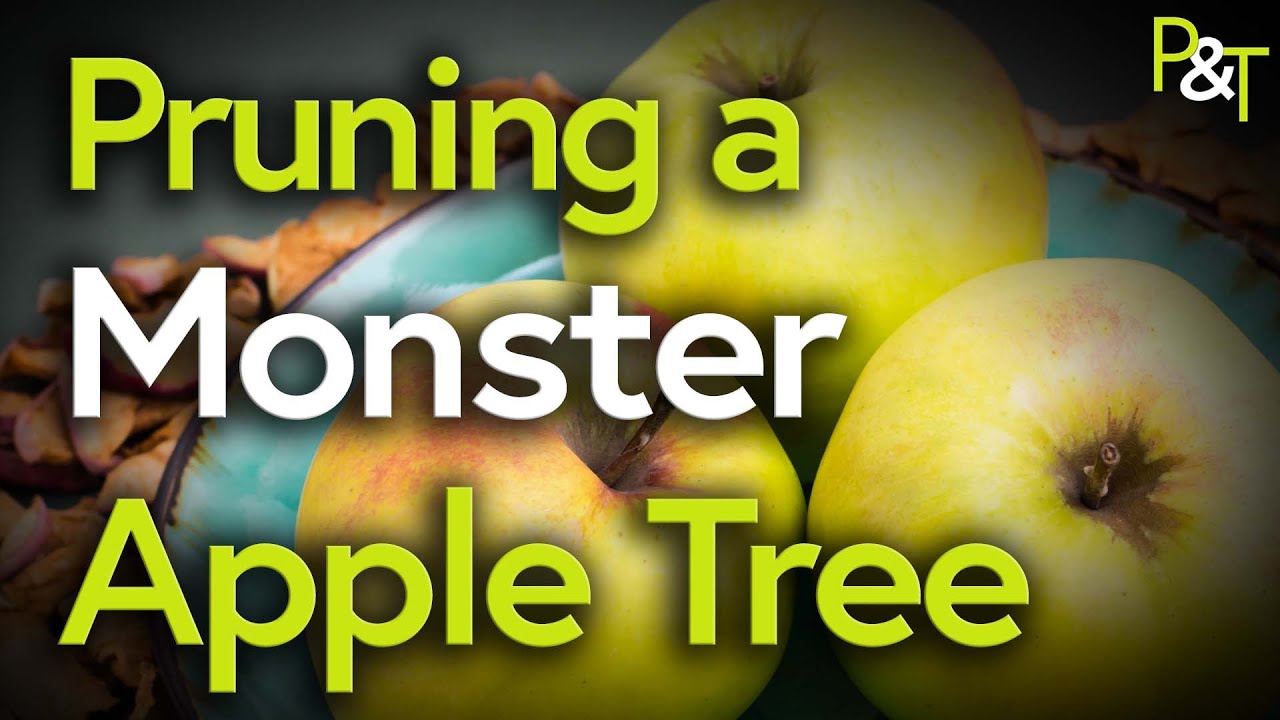 Pruning a Monster Bramley Apple Tree! - Pots & Trowels