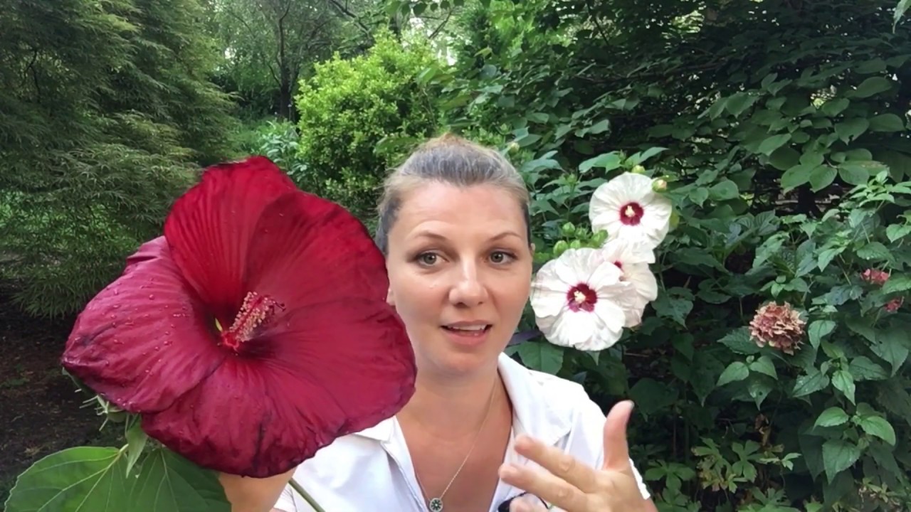 🌺 Hardy Hibiscus Care ~ Hibiscus moscheutos 🌺