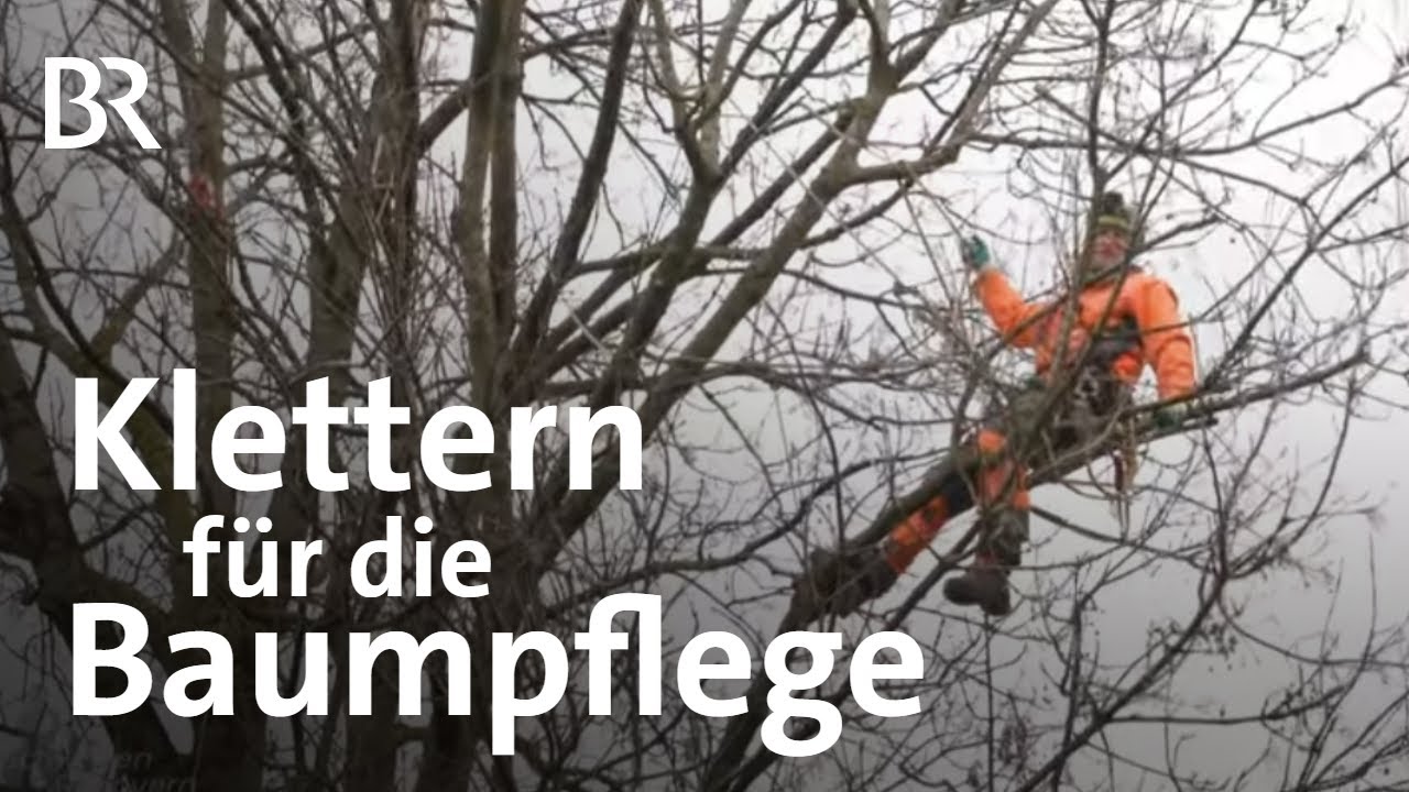 Spezial-Einsatz auf dem Baum: Unterwegs mit Baumkletterern | Baumpflege | Schwaben & Altbayern | BR