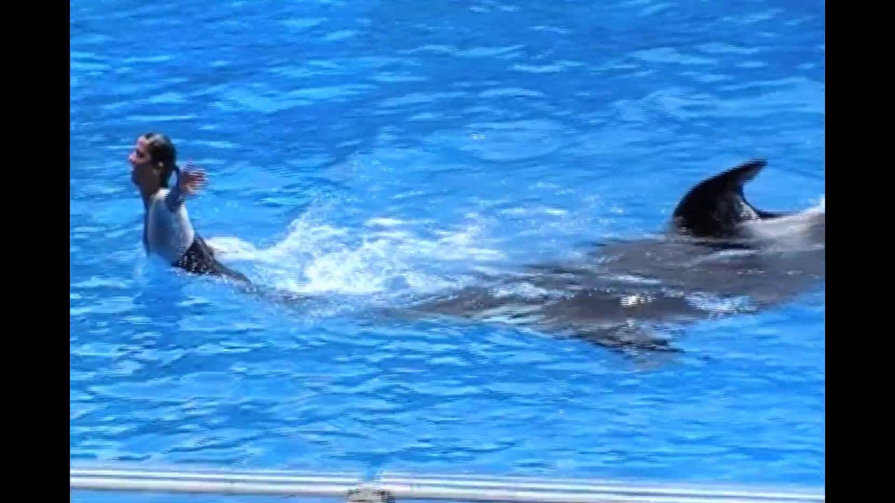 Seaworld & 