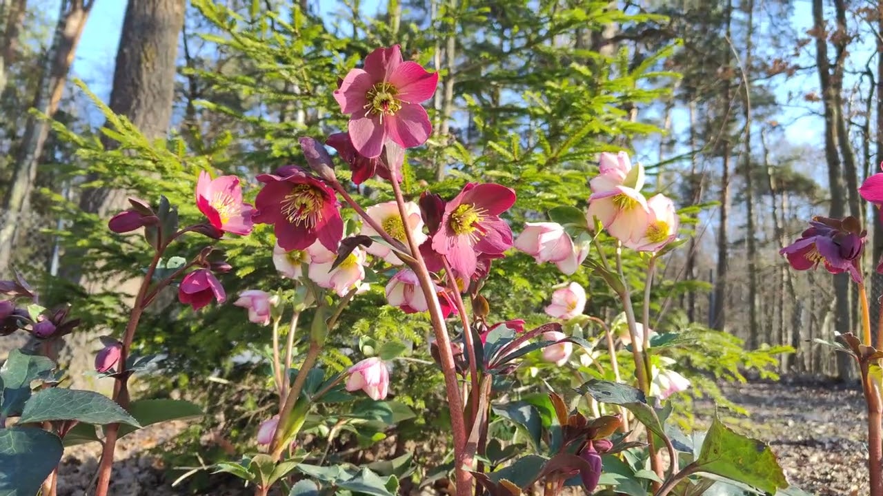 🌿🌸 Ciemierniki z serii HGC – Roses Red & Roses Picotee 🌸🌿