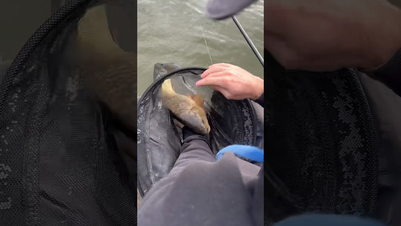 Look at the SIZE of that F1! 👊🐳 #fishing #carpfishing #polefishing #angling #f1fishing