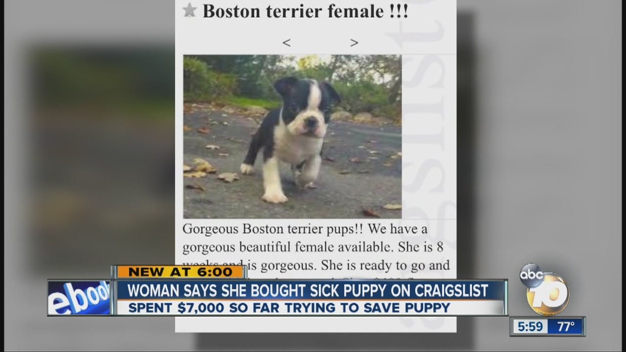 Woman says she bought sick puppy on Craigslist