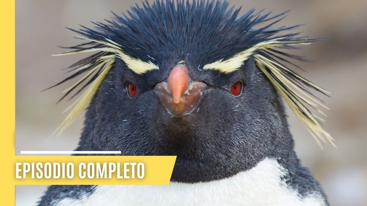 Maravillas de la familia de los pingüinos | Episodio Completo en Español