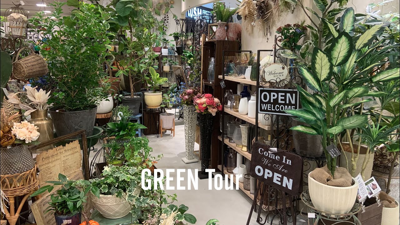 【観葉植物】大阪の難波にあるガーデニングショップ完全室内管理の蛍光灯だけで枯れずにみんな生き生きしている姿が驚愕だった | みどりの雑貨屋 なんば店 | 園芸店巡り