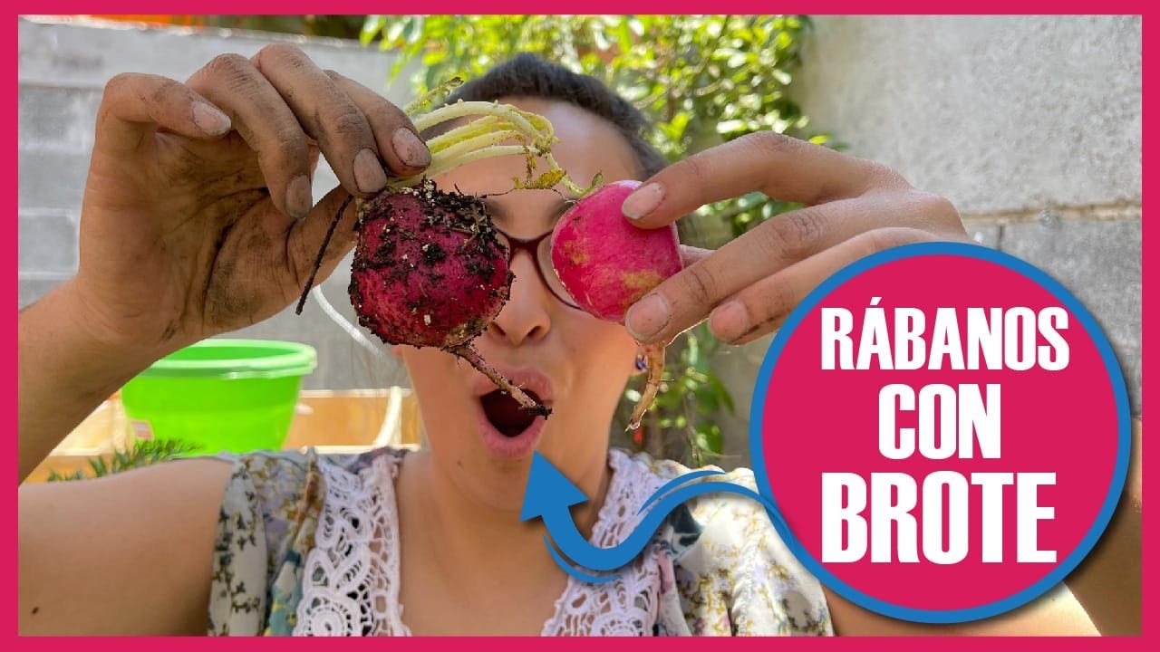 RÁBANOS CON BROTE 😱 - ¿CÓMO sembrarlos para SACAR SEMILLA? 🌱 (CULTIVO y CUIDADOS)