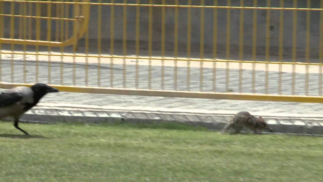 Crow vs Rat